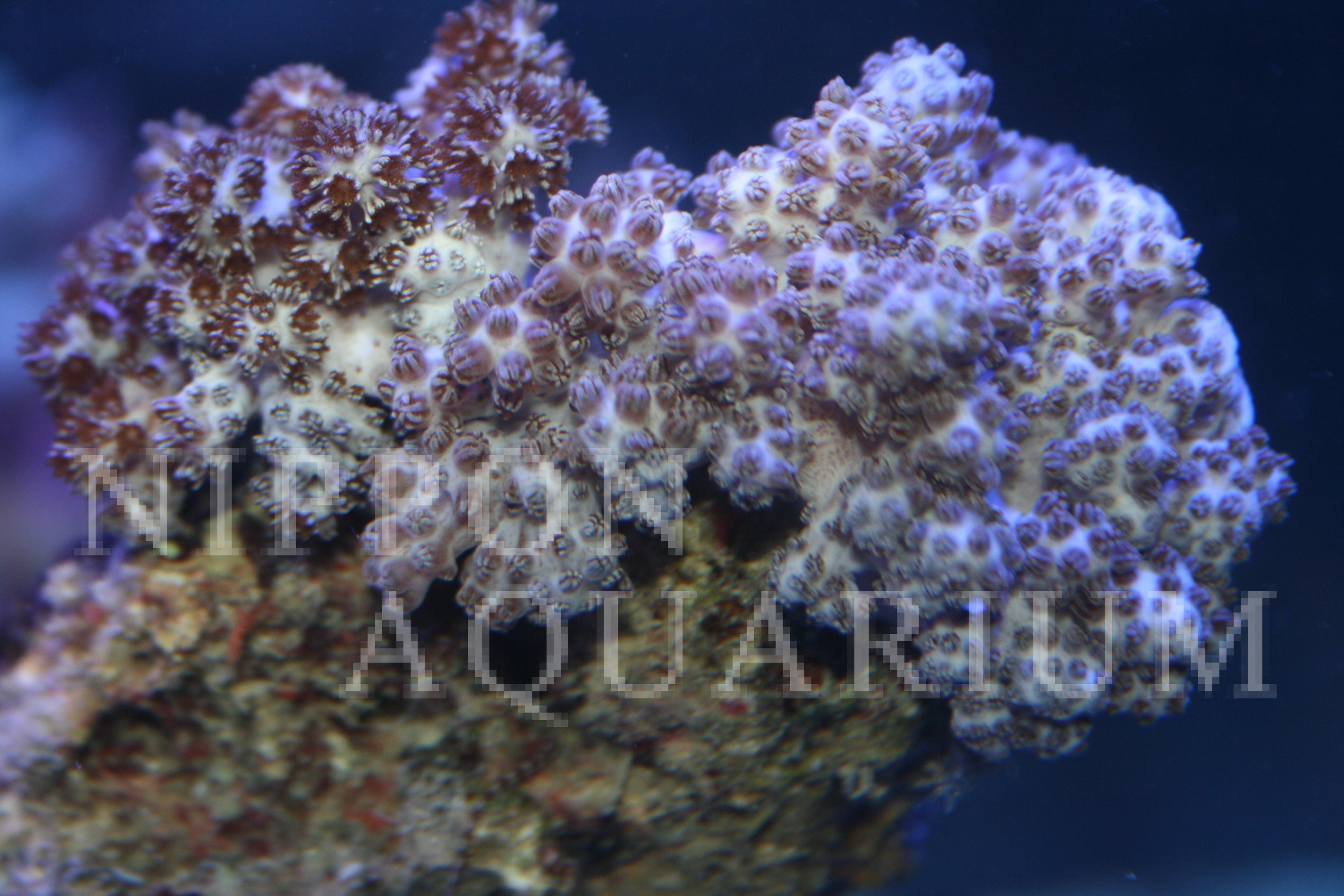 サンゴ イソギンチャク 熱帯魚図鑑 熱帯魚の飼育 混泳 繁殖 病気など