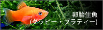 卵胎生魚(グッピー・プラティー)